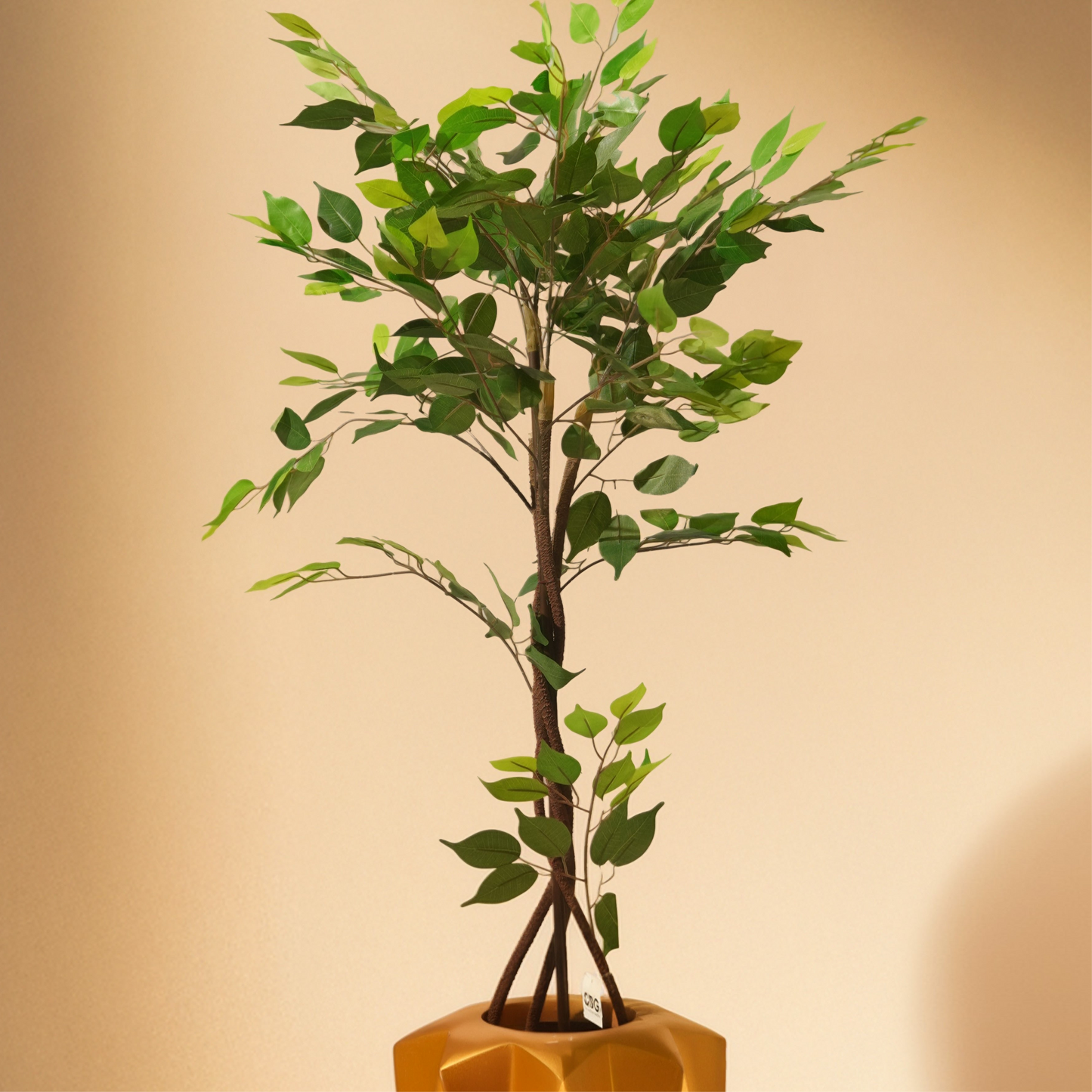 Ficus (120CM) No Pot