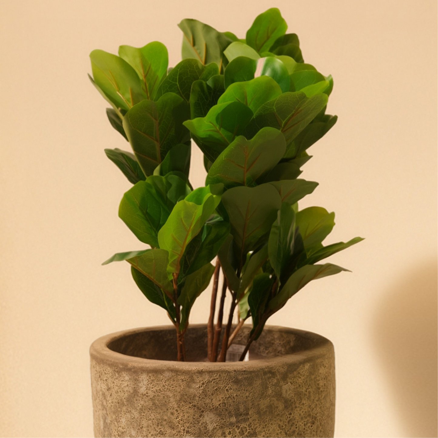 Fiddle Fig Leaf (105CM) No Pot