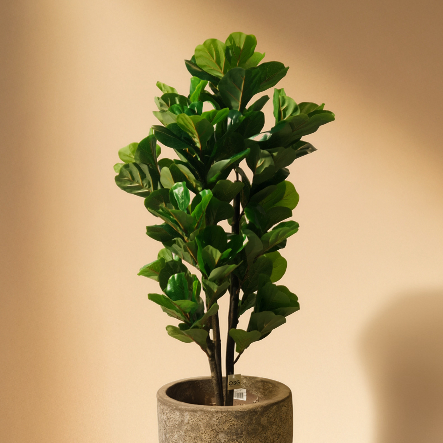 Fiddle Artificial Tree (150CM) No Pot