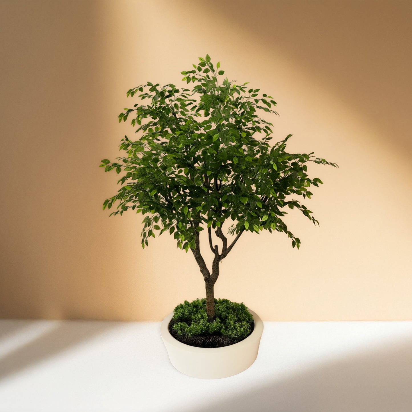 Ficus (250CM) No Pot