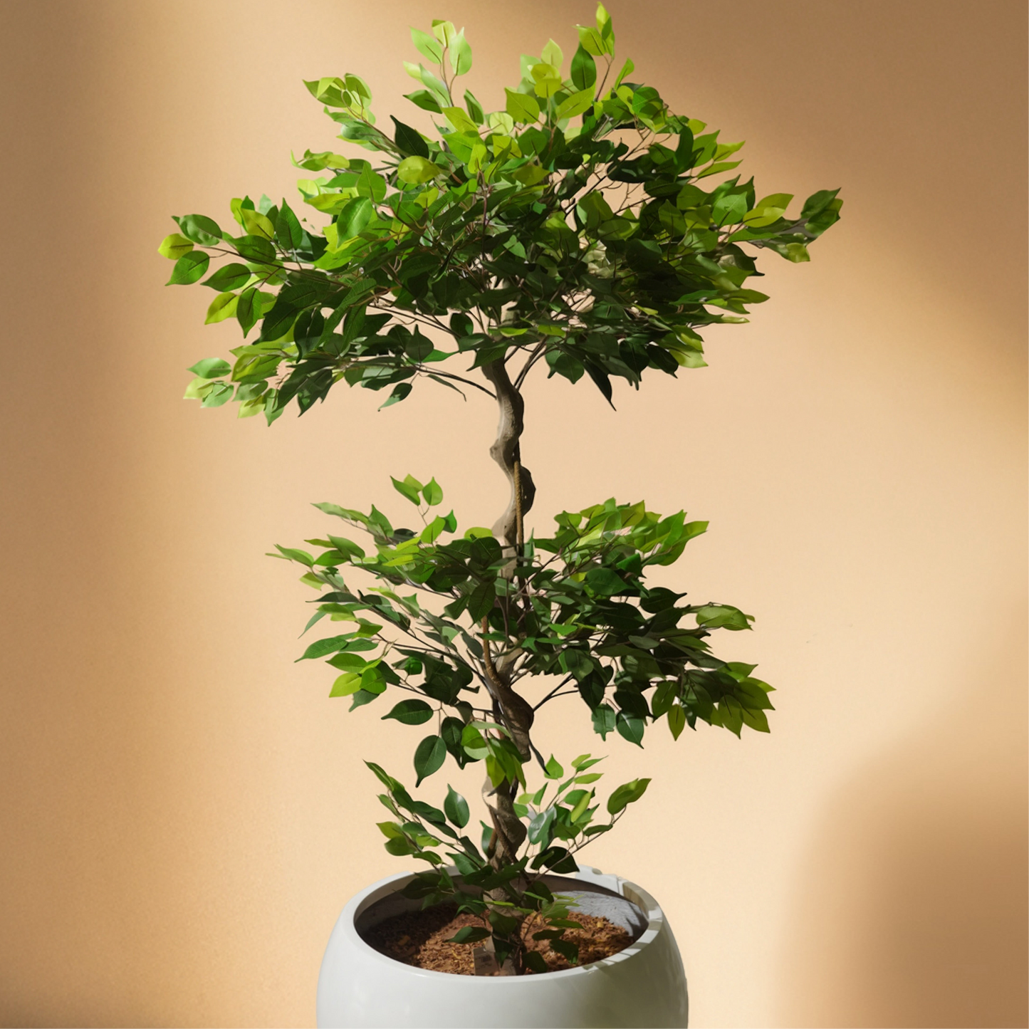 Ficus (180CM) No Pot