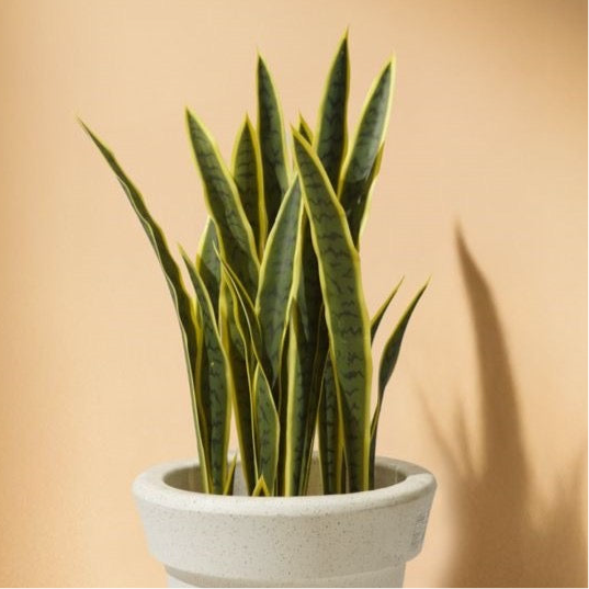 Sansevieria - Snake Artificial Plant (89CM) No Pot