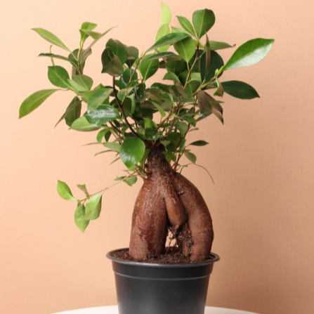 Ginseng Ficus Bonsai