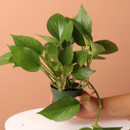 Golden Pothos