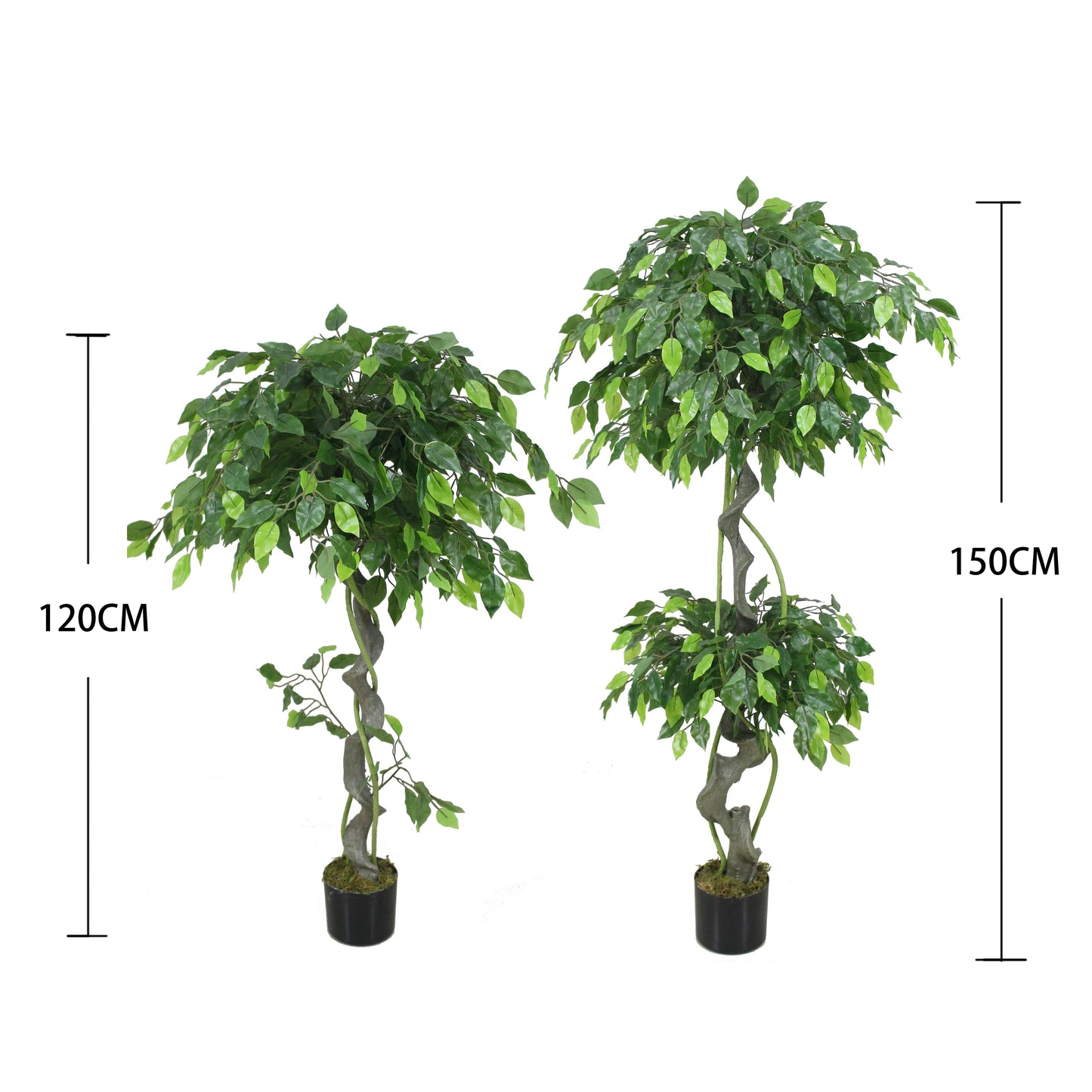 Ficus (120CM) No Pot