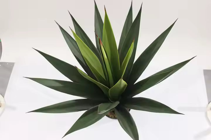 Yucca Artificial Plant (73CM) No Pot