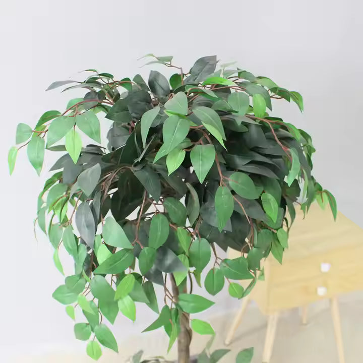 Ficus (120CM) No Pot