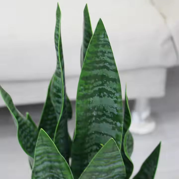 Sansevieria - Snake Artificial Plant (55CM) No Pot