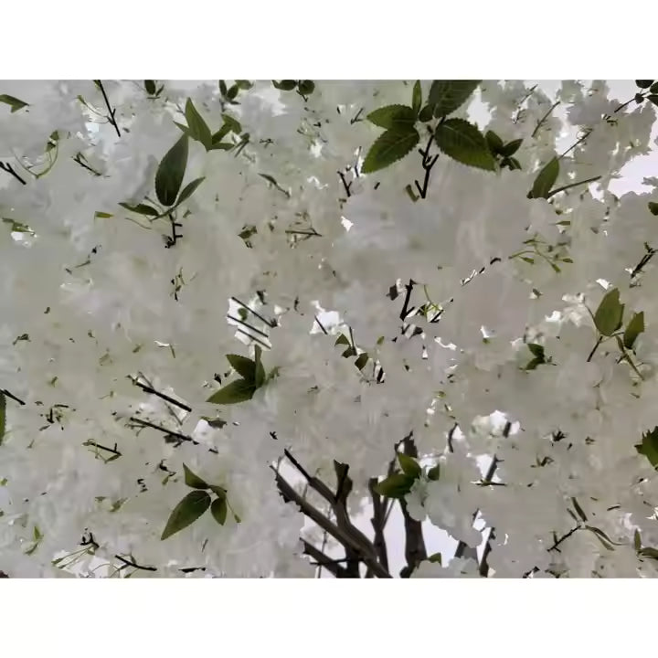 Cherry Tree (250CM) No Pot O352