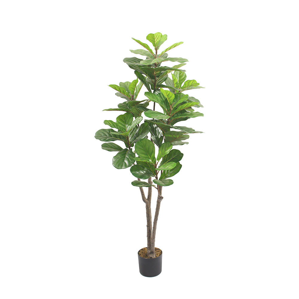 Fiddle Fig Leaf (145CM) No Pot