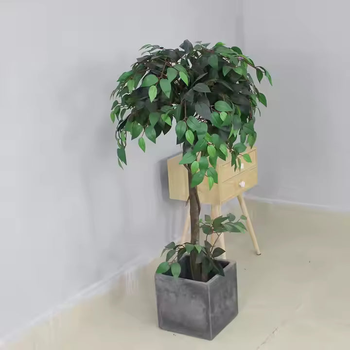 Ficus (120CM) No Pot