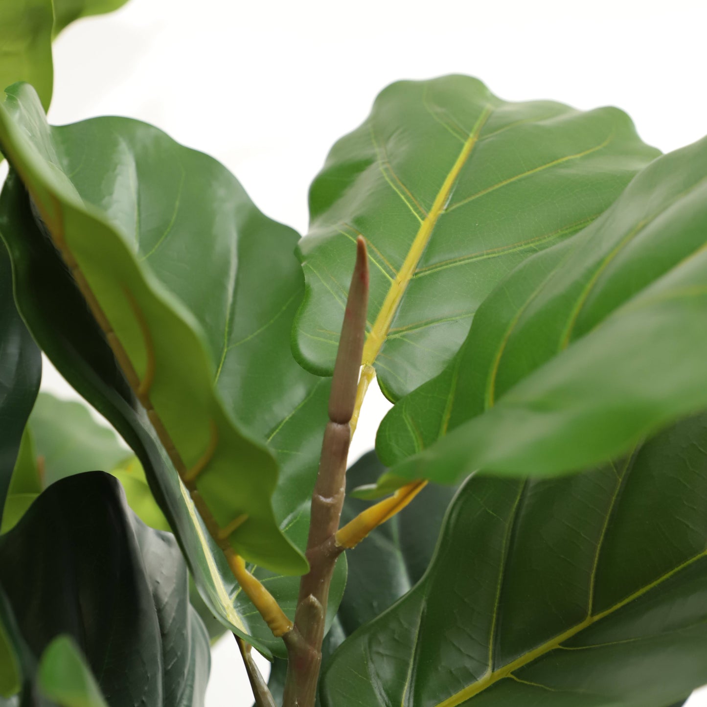 Fiddle Fig Leaf (145CM) No Pot