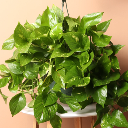 Hanging Pothos
