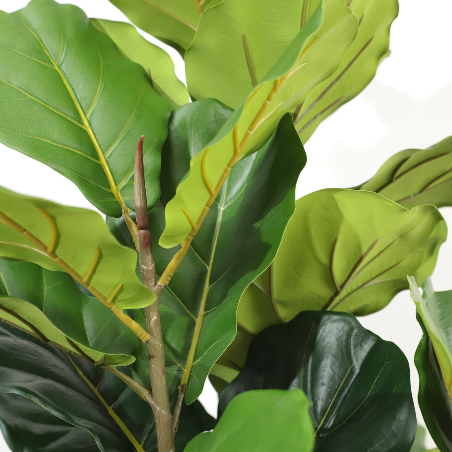 Fiddle Fig Leaf (145CM) No Pot