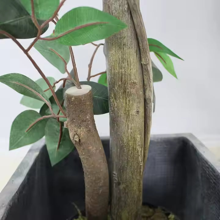 Ficus (120CM) No Pot
