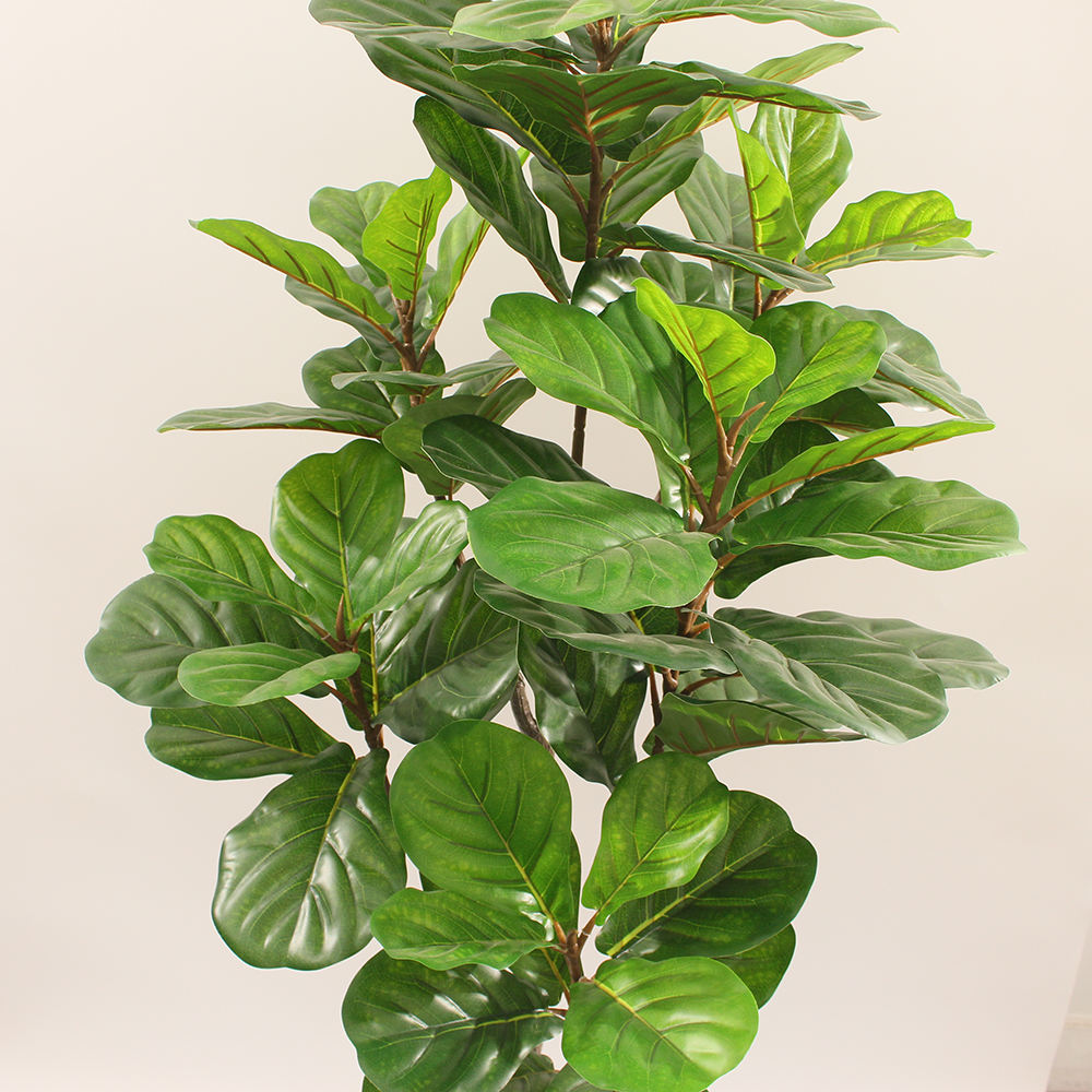Fiddle Fig Leaf (145CM) No Pot