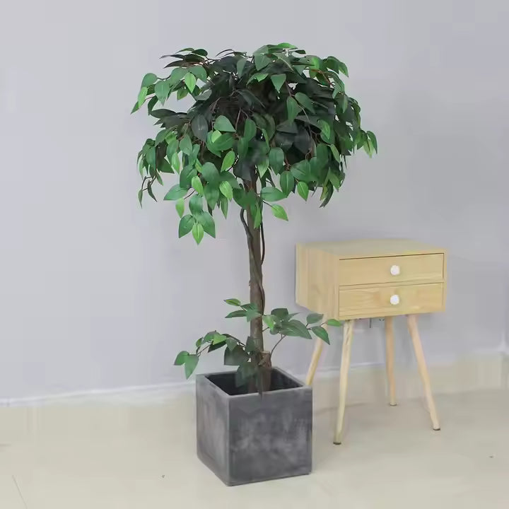 Ficus (120CM) No Pot