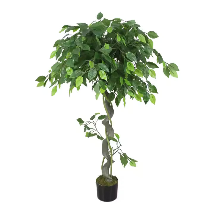 Ficus (120CM) No Pot