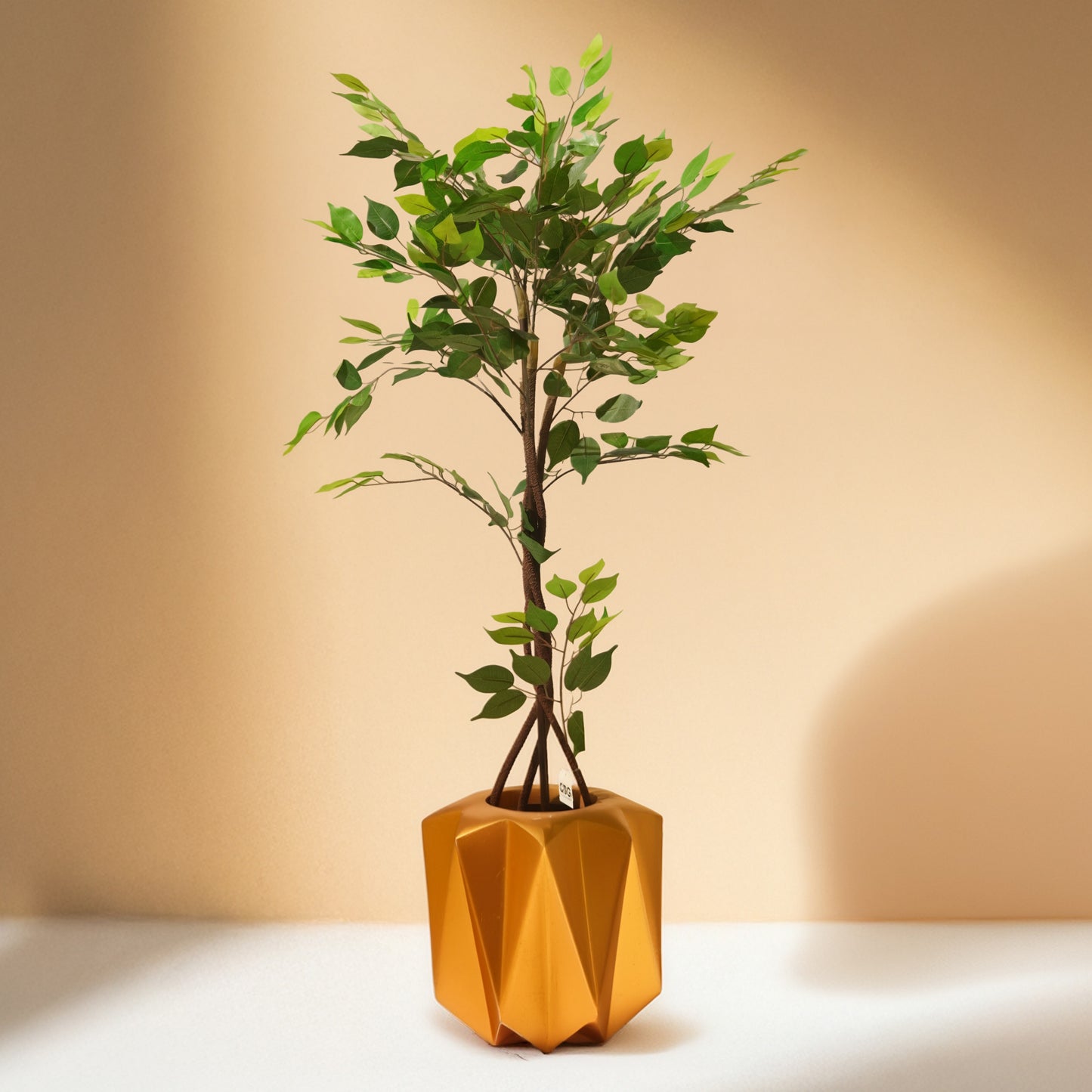 Ficus (120CM) No Pot