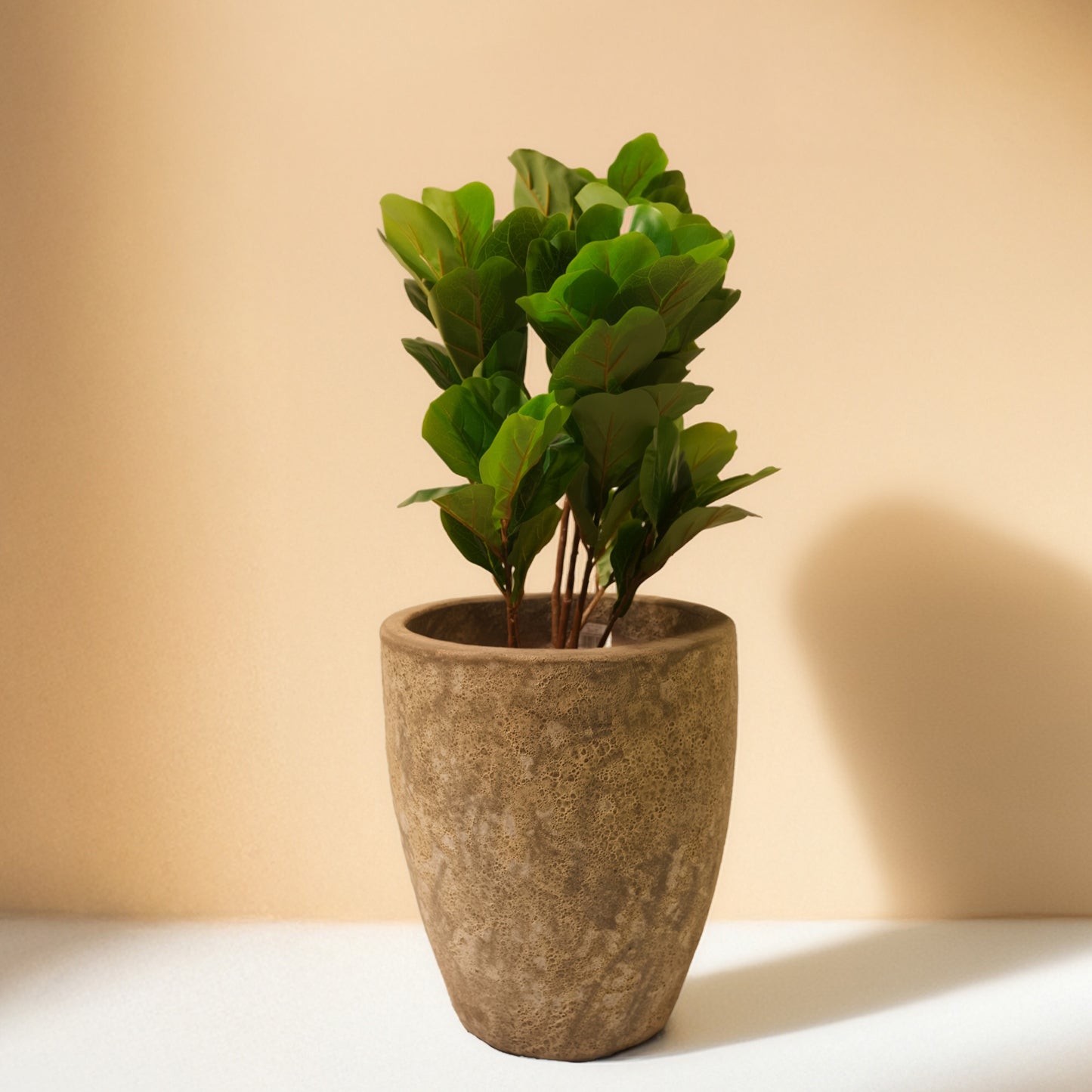 Fiddle Fig Leaf (105CM) No Pot