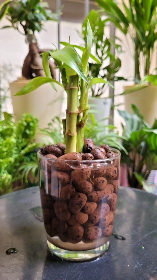 Leca Balls For Hydroponics O331
