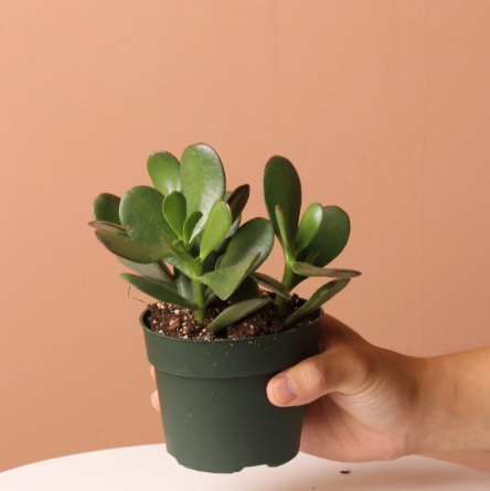 Jade - Crassula Ovata