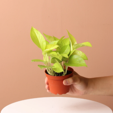 Neon Pothos