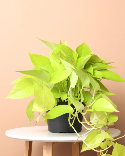 Neon Pothos