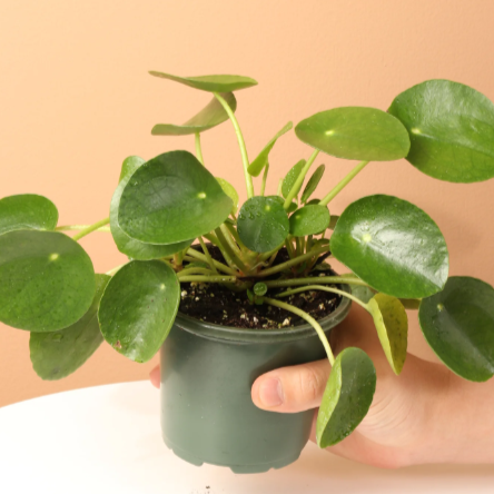 Pilea