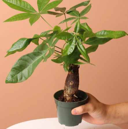 MONEY - Tree aka Pachira Plant