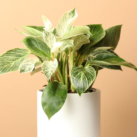 Philodendron 'birkin'