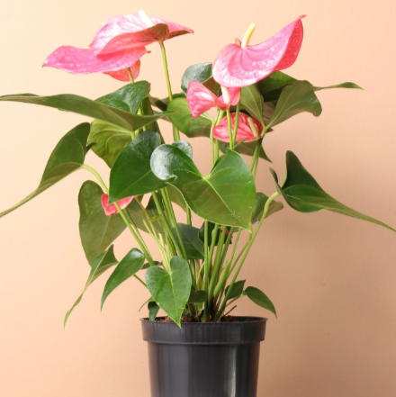 Pink Anthurium - Real Plant (Small - Height 6inch)
