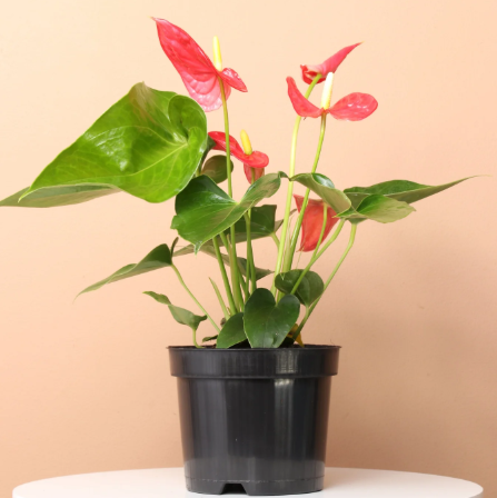Red Anthurium