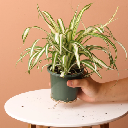 Spider Plant