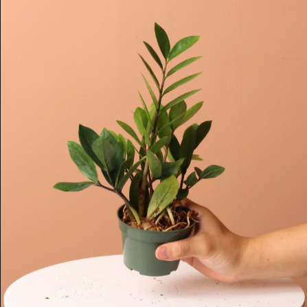 ZZ Plant - Green