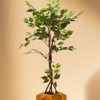 Ficus (120CM) No Pot