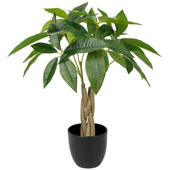 Ourbalconygarden MONEY - Tree aka Pachira Plant OB1