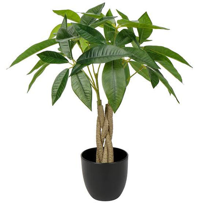 MONEY - Tree aka Pachira Plant