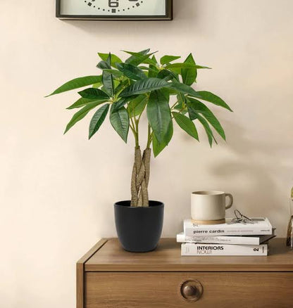 MONEY - Tree aka Pachira Plant