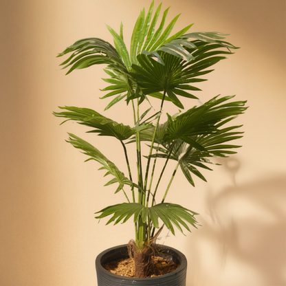 Fan Palm with Pure Palm Fiber Artificial Plant (120CM) No Pot
