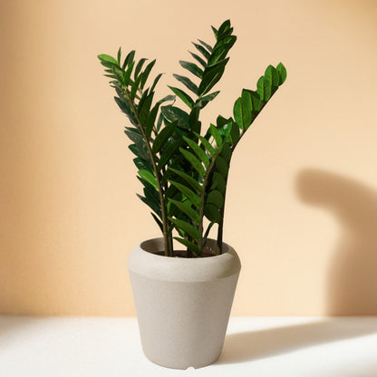 Zamiifolia Artificial Plant (90CM) No Pot