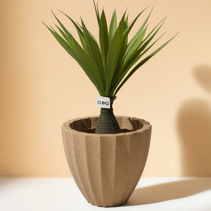 Yucca Artificial Plant (64CM) No Pot