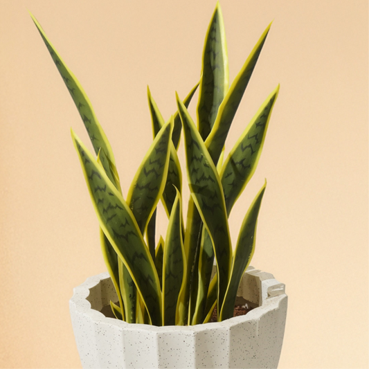 Sansevieria - Snake Artificial Plant (63CM) No Pot