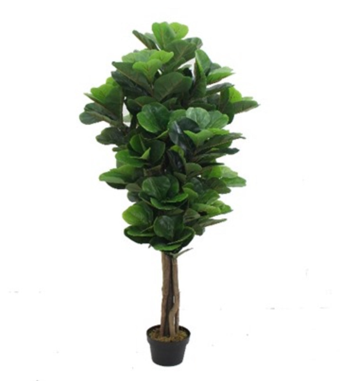 Artificial Fig (Without Pot)- 4ft