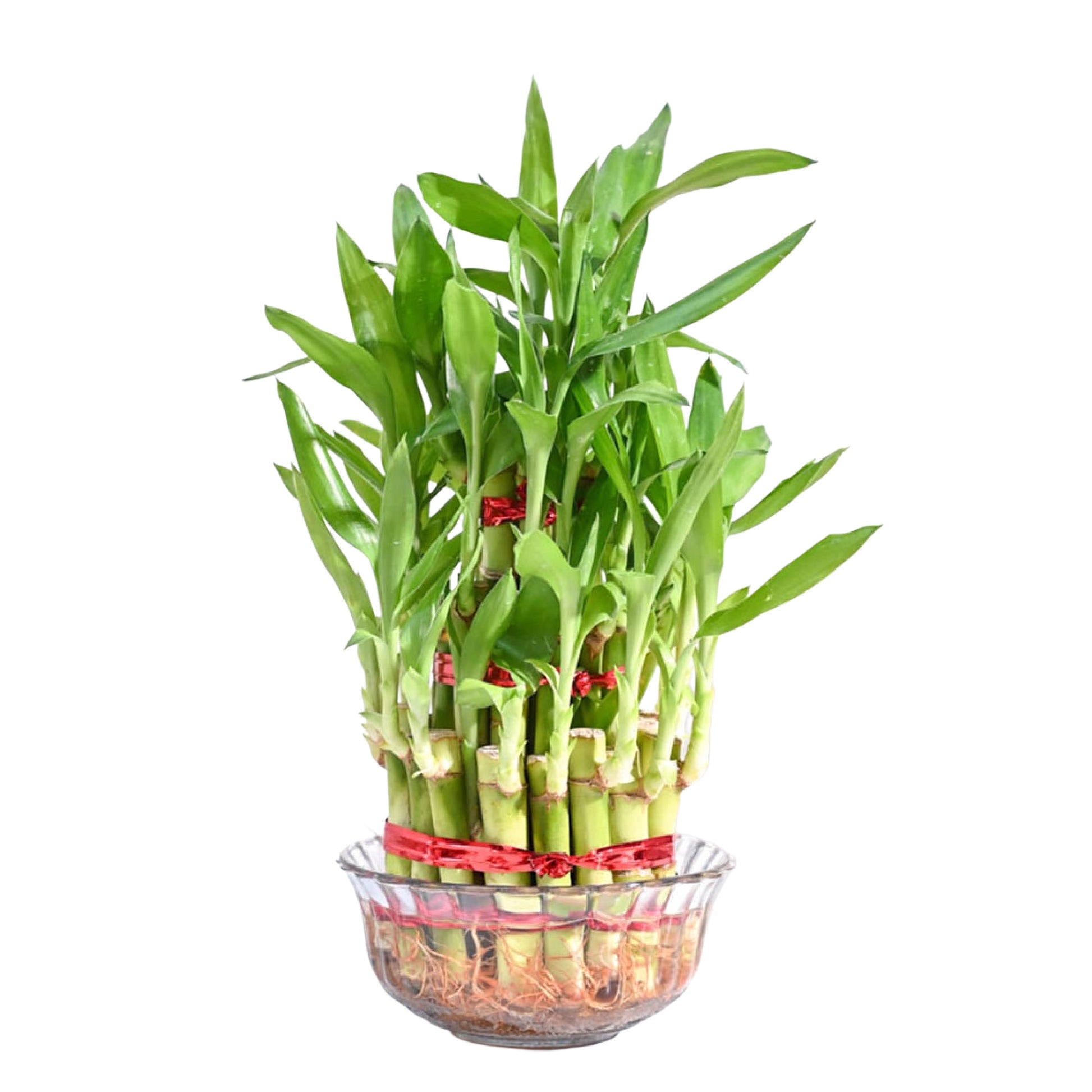 lucky bamboo in glass bowl Lucky Bamboo (3 Layer with Glass Bowl) – OurBalconyGarden