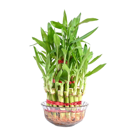 Lucky Bamboo (3 Layer with Glass Bowl)