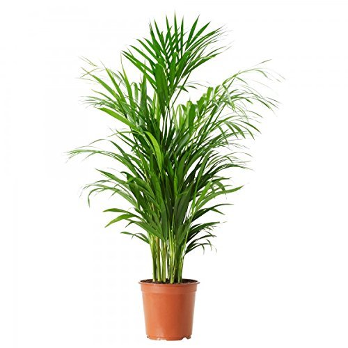 OurBalconyGarden Areca Palm 2ft Live Plant OBGA-06