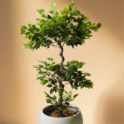 Ficus (180CM) No Pot