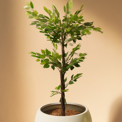 Ficus (150CM) No Pot