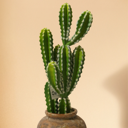 Cactus Plant (56cm) No Pot